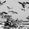Sharon May (DesignConsultingPlus) > Fun Days at the Beach photo