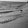 Sharon May (DesignConsultingPlus) > Fun Days at the Beach photo
