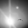 Sharon May (DesignConsultingPlus) > Soaring (B/W)