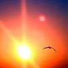 Sharon May (DesignConsultingPlus) > Soaring