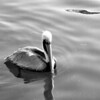 Sharon May (DesignConsultingPlus) > Destin - in B/W & Color photo