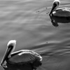 Sharon May (DesignConsultingPlus) > Destin - in B/W & Color photo