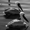 Sharon May (DesignConsultingPlus) > Destin - in B/W & Color photo