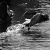 Sharon May (DesignConsultingPlus) > Destin - in B/W & Color photo