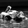 Destin Pelicans B/W : I was fortunate enough to be at the Destin Harbor when one of the Pelicans' landed a mouth full of fish!  The other birds flew in, obivously jealous or maybe just hungry and thus, there was a show for me to record.  I hope you enjoy these.  I also have them online in color.