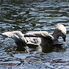 Destin Pelicans (in Color) : I was fortunate enough to be at the Destin Harbor when one of the Pelicans' landed a mouth full of fish!  The other birds flew in, obivously jealous or maybe just hungry and thus, there was a show for me to record.  I hope you enjoy these.  I also have them online in black and white.